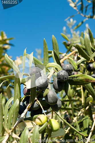 Image of Olive tree