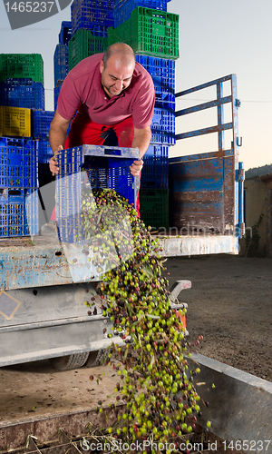 Image of Unloading olives