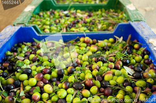 Image of Olives