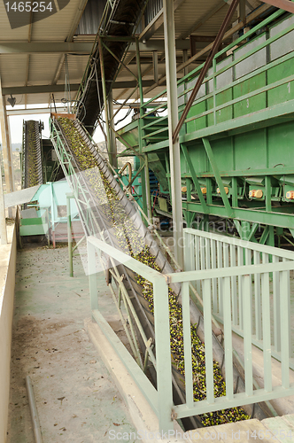 Image of Olive mill in action