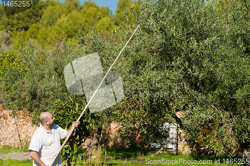 Image of Olive harvest