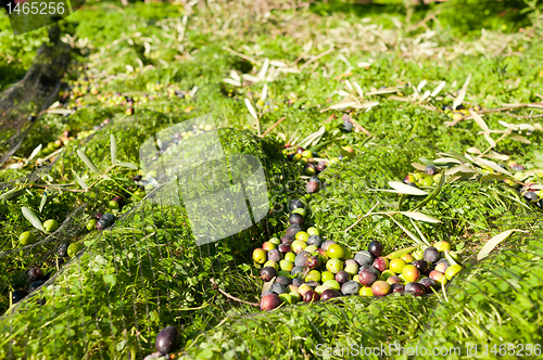 Image of Harvested olives