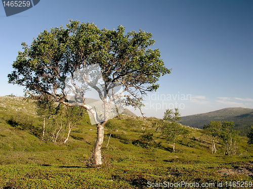 Image of Landscape