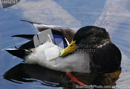 Image of Duck in lake water