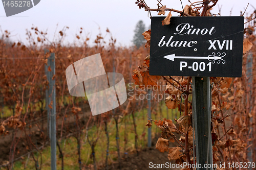 Image of Pinot blanc