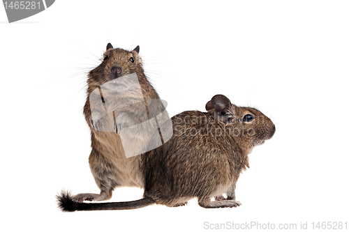 Image of two funny degu