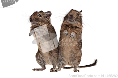 Image of two Chile squirrel degu