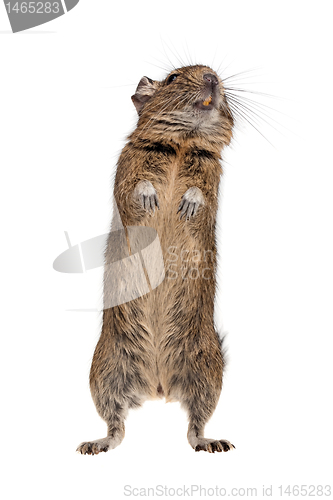 Image of degu full-length