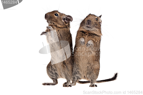 Image of two degu standing full-length