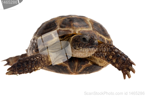 Image of tortoise closeup