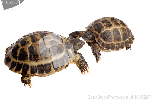 Image of two tortoises