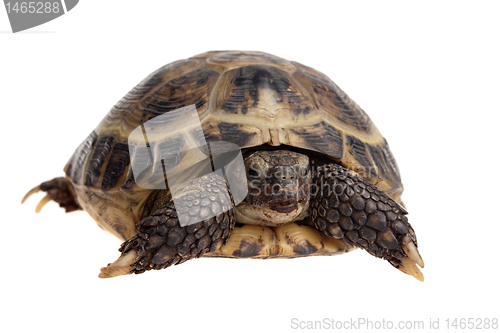 Image of tortoise close-up