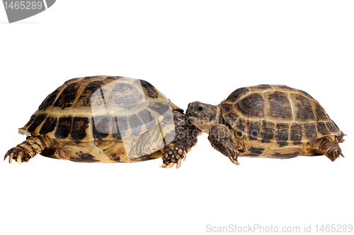 Image of tortoises