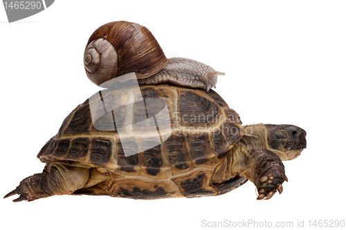 Image of snail on the tortoise