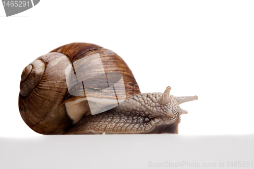 Image of crawling snail