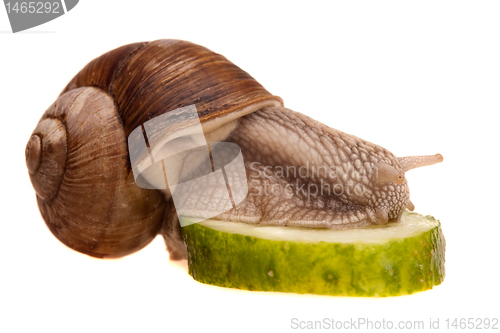 Image of eating snail in profile