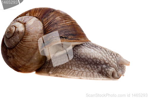 Image of snail closeup