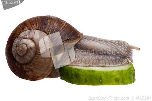 Image of funny snail