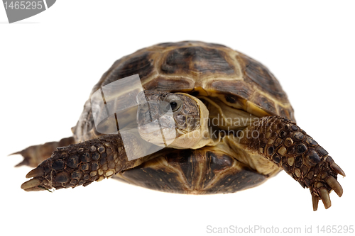 Image of tortoise