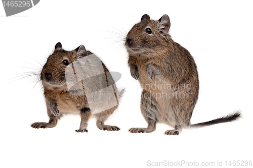 Image of two rodent degu