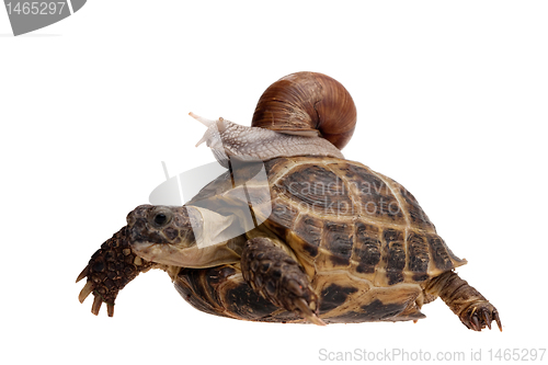 Image of snail on the turtle