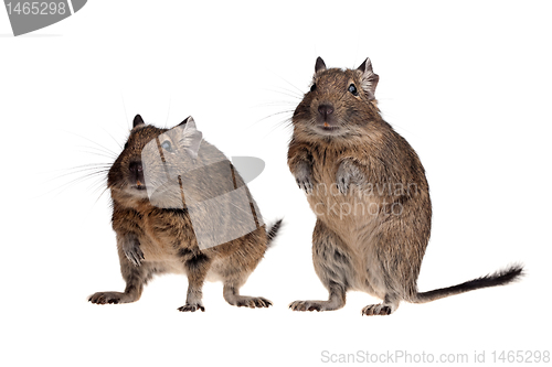 Image of two rodent pets