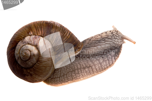 Image of creeping snail