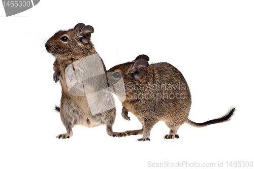 Image of two degu pets