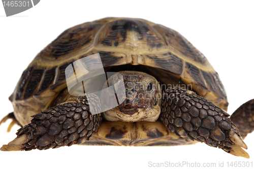 Image of turtle