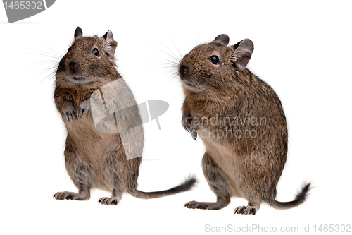 Image of two degu