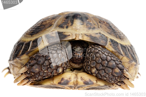 Image of hiding tortoise