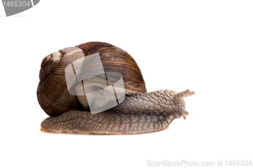 Image of snail