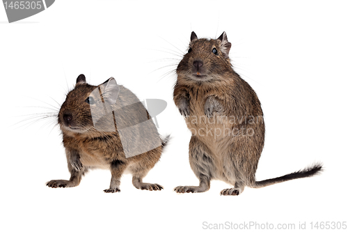 Image of two Chile rat degu