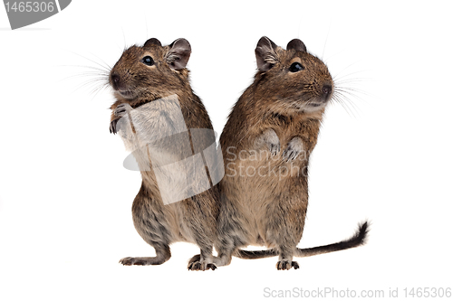 Image of two degu standing full-length