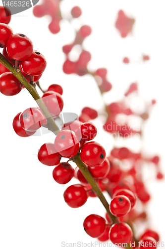 Image of Red Christmas berries