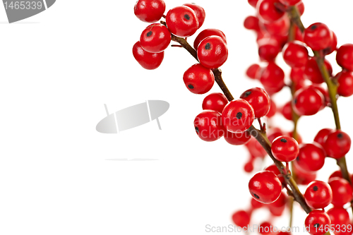 Image of Red Christmas berries