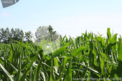 Image of Corn field