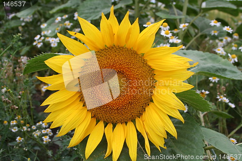Image of Sunflower