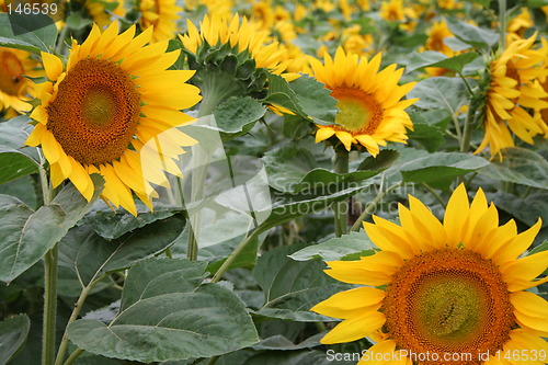 Image of Sunflower field