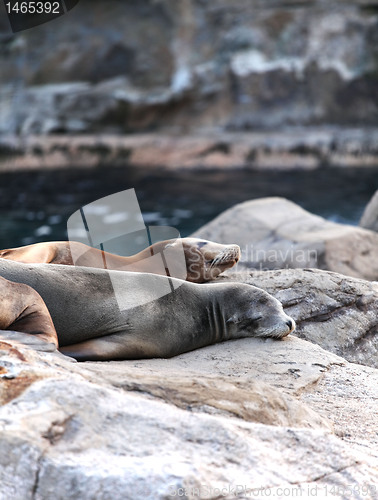 Image of sea lion sleeping