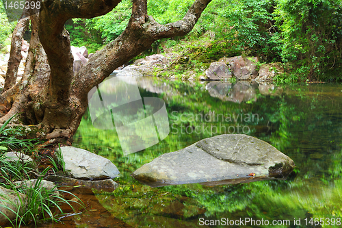 Image of tree and water in jungle