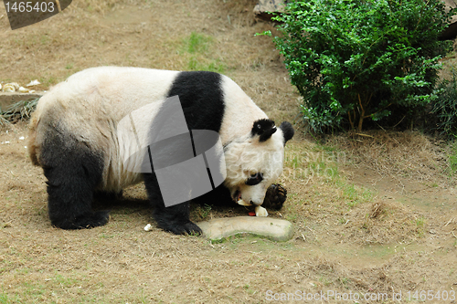 Image of panda