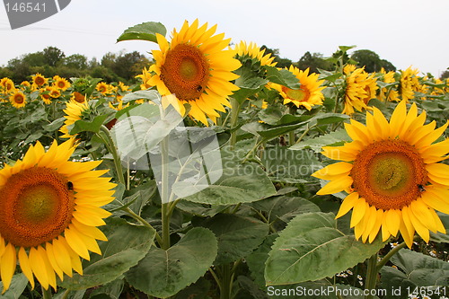 Image of Sunflower with bumblebee 2