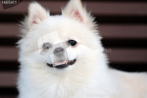 Image of white pomeranian dog