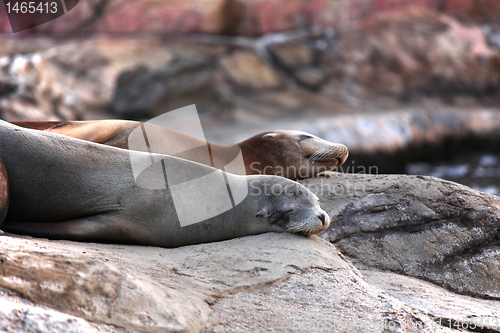 Image of sea lion sleeping