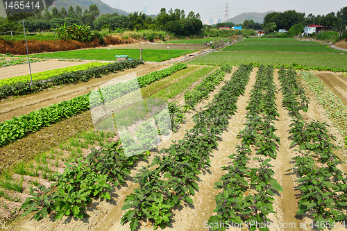 Image of farm field