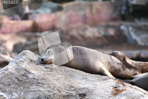 Image of sea lion