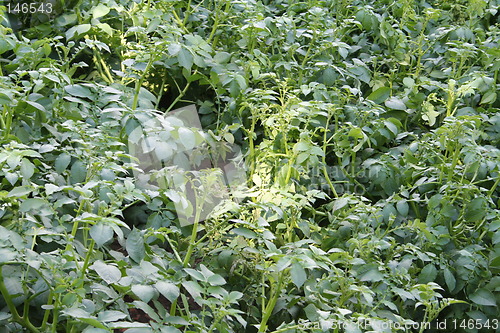 Image of Potatoes field