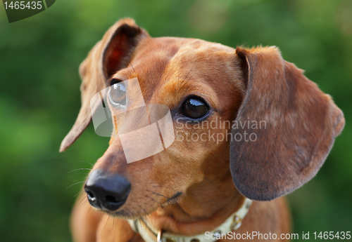 Image of dachshund dog