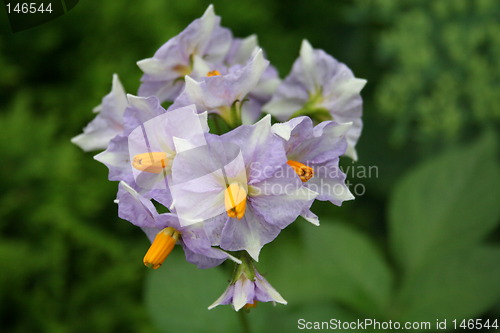 Image of Potatoes flowers